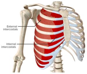 Chest Wall Anatomy Concise Medical Knowledge